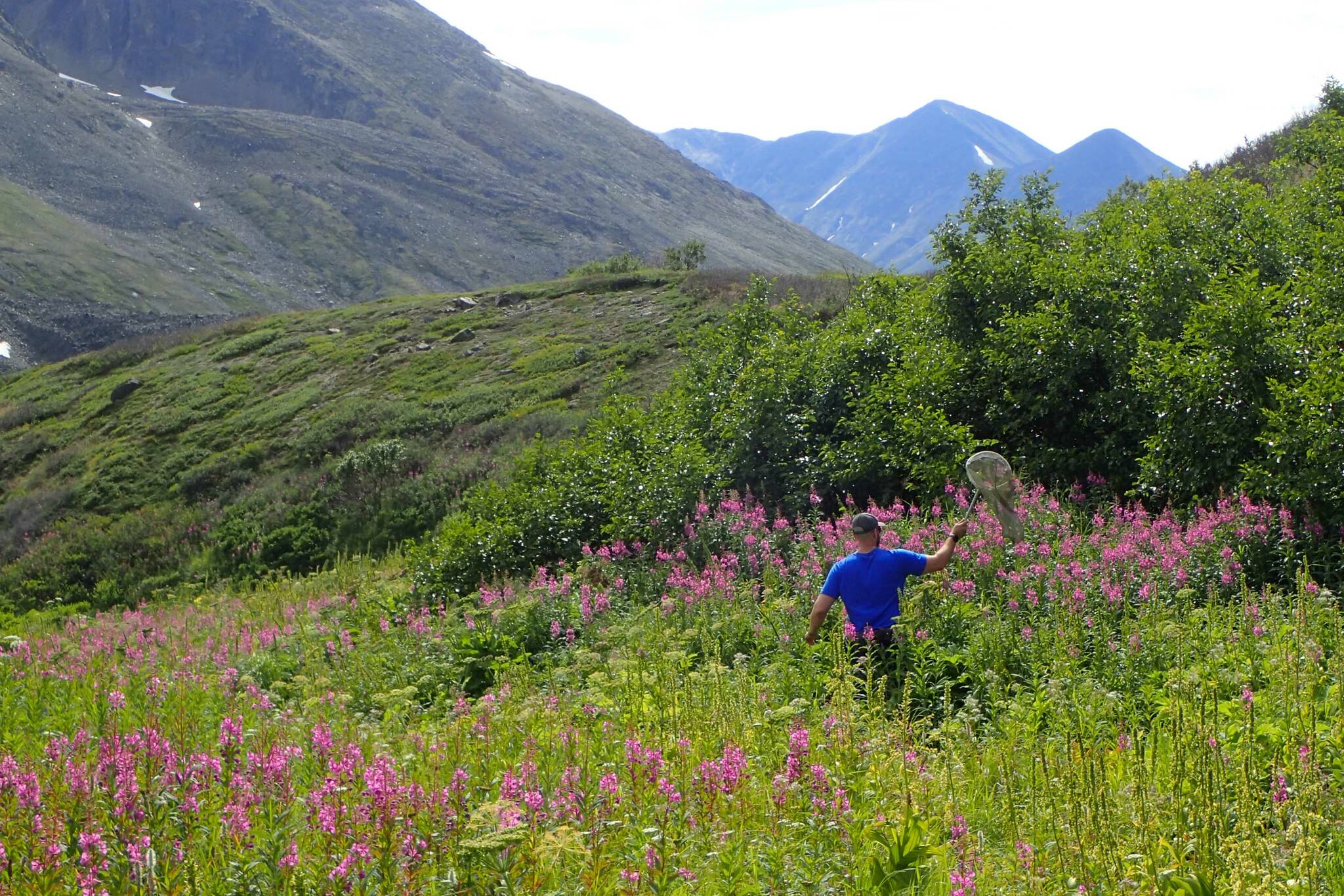 Pilot and biologist Dom Watts collects bees at Twin Lakes as part of the refuge's pollinator survey. (Photo by Matt Bowser/USFWS)