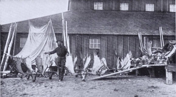 Photo from J.T. Studley’s 1912 hunting memoir 
William N. (“Bill”) Dawson poses in either Kenai or Kasilof in 1898 with a collection of moose antlers and sheep horns — trophies from kills he had made in the Skilak Lake area.