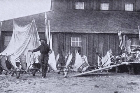 William N. (“Bill”) Dawson poses in either Kenai or Kasilof in 1898 with a collection of moose antlers and sheep horns — trophies from kills he had made in the Skilak Lake area. (Photo from J.T. Studley’s 1912 hunting memoir)