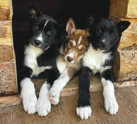 Courtesy / National Park Service 
From left, puppies Mike, Bos’n and Skipper cuddle up in their doghouse at Denali National Park and Preserve.