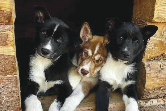 From left to right, puppies Mike, Bos'n and Skipper cuddle up in their doghouse at Denali National Park and Preserve. (Courtesy / National Park Service)