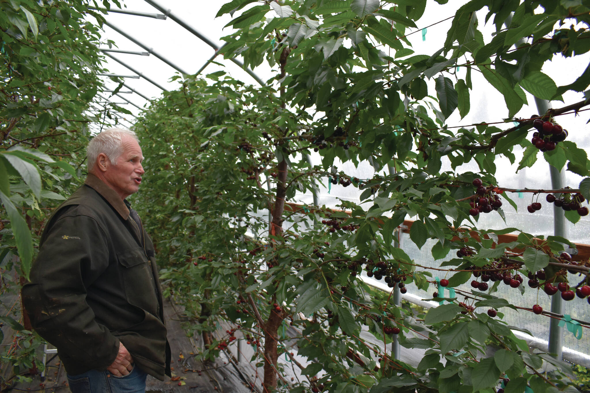 Jake Dye / Peninsula Clarion 
Mike O’Brien shows off his cherries Wednesday at O’Brien Garden & Trees in Nikiski.