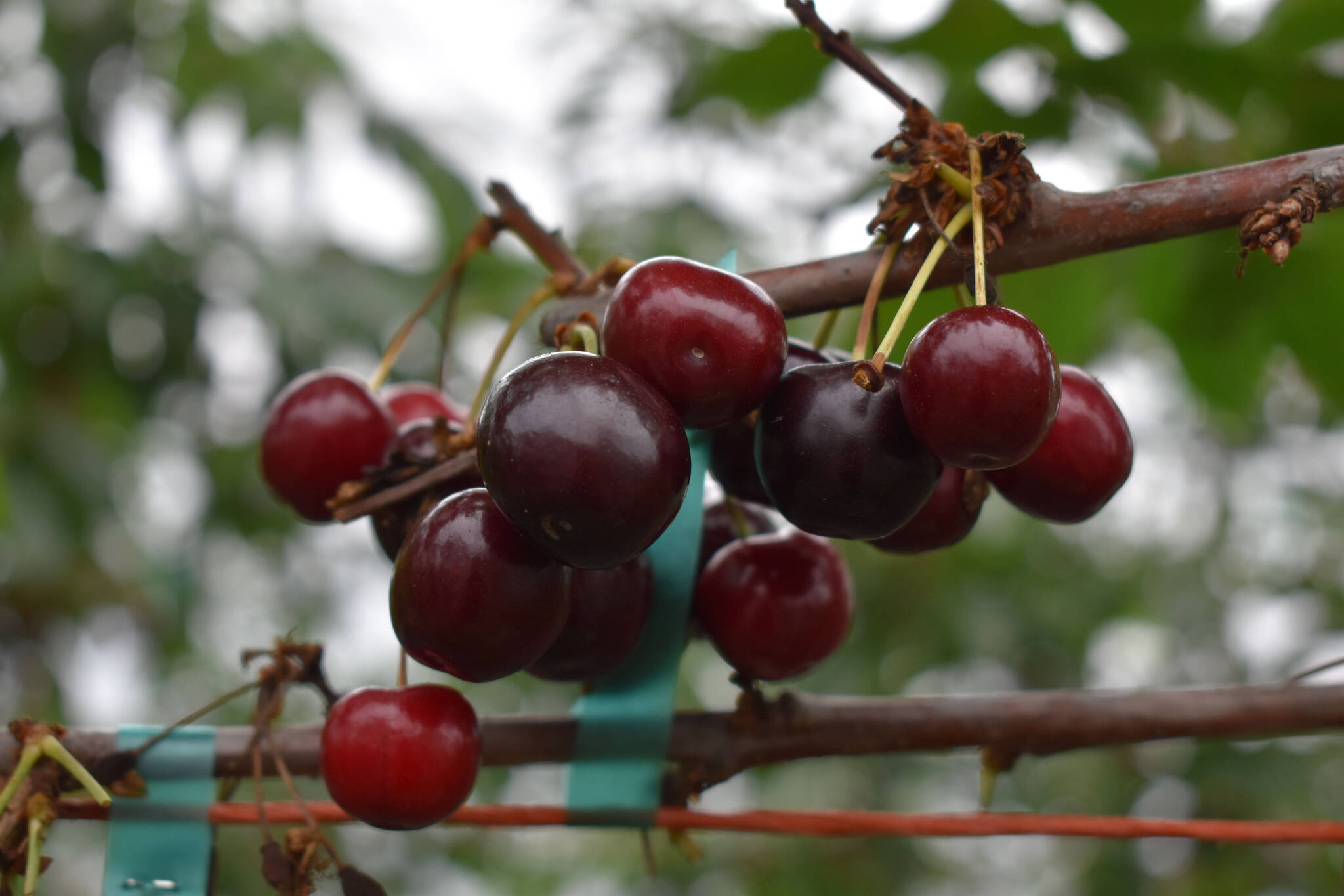 Cherries are ready to be picked at O’Brien Garden & Trees on Wednesday, Aug. 31, 2022, in Nikiski, Alaska. (Jake Dye/Peninsula Clarion)