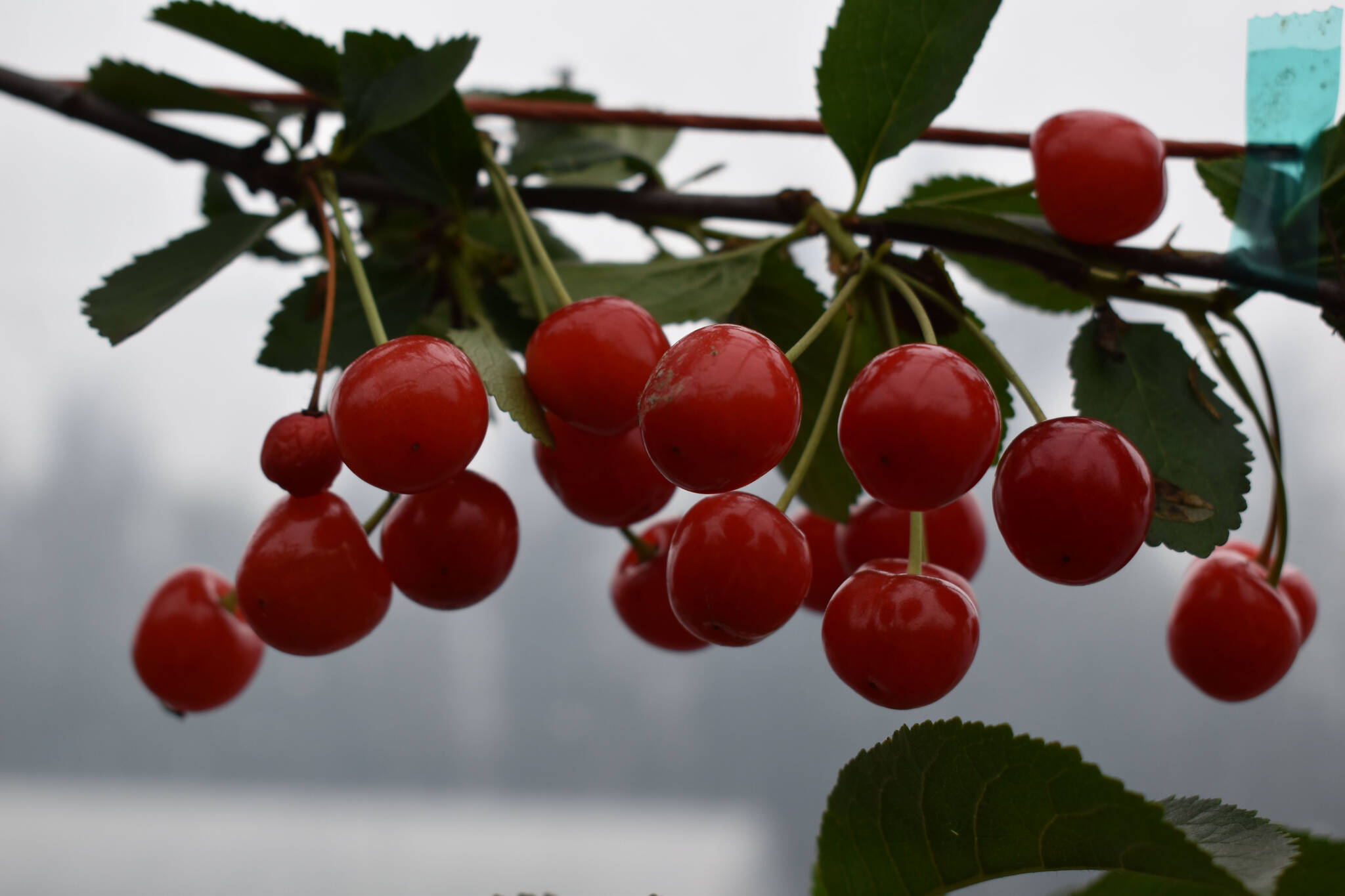 Cherries are ready to be picked at O’Brien Garden & Trees on Wednesday, Aug. 31, 2022, in Nikiski, Alaska. (Jake Dye/Peninsula Clarion)