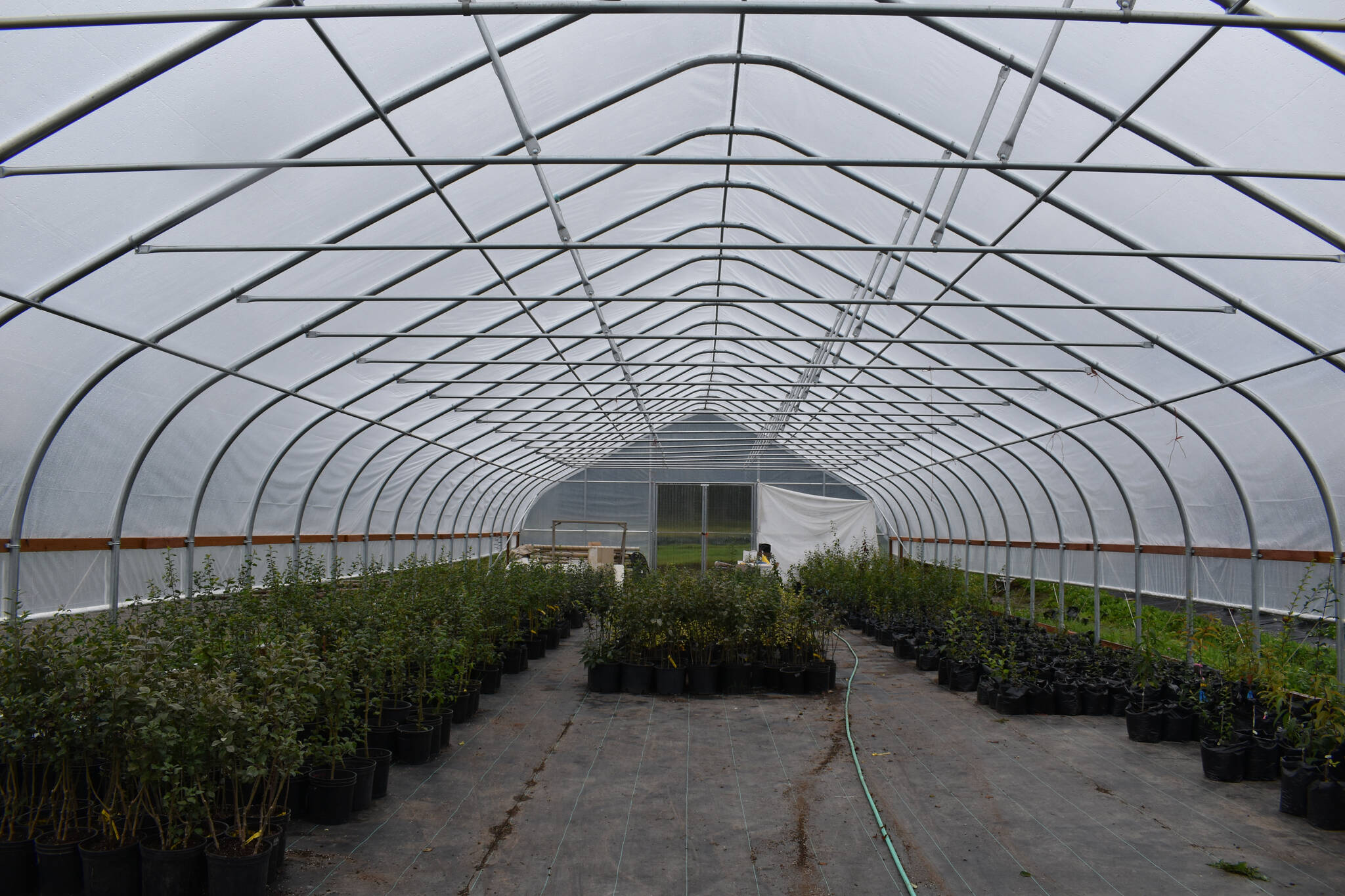 Plants for next years season are prepared for transfer into the other high tunnel structures on Wednesday, Aug. 31, 2022, in Nikiski, Alaska. (Jake Dye/Peninsula Clarion)