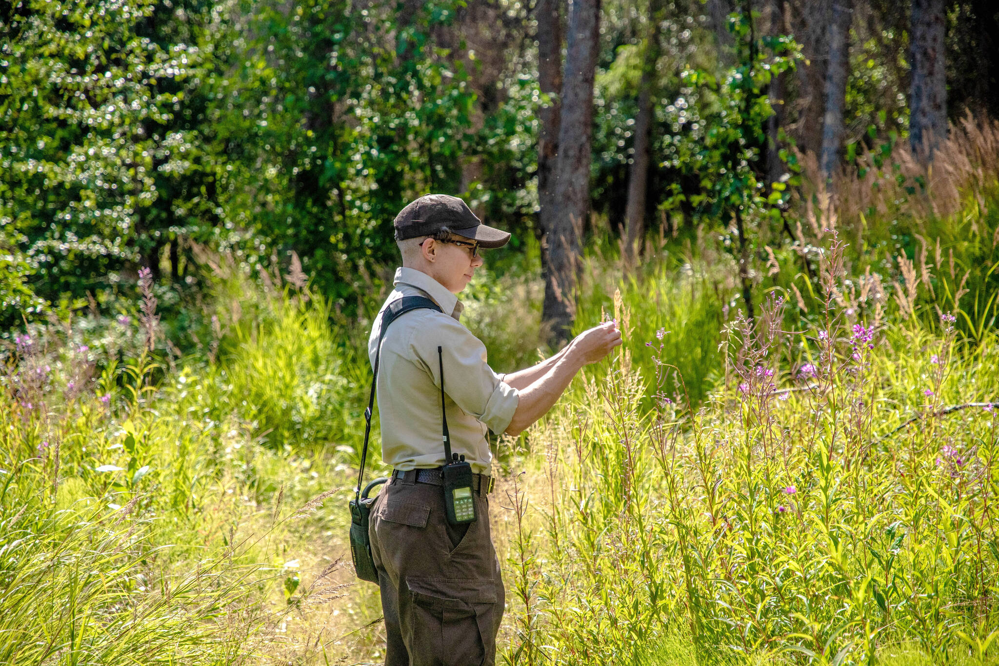 Jaimie Musen stops to admire summer fireweed at Engineer Lake. (Photo by USFWS)