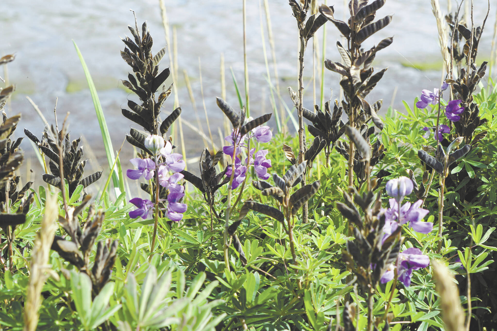 Photo by Michael Armstrong/Homer News
All but a few lupine flowers had gone to seed on Monday, Aug. 29, along the Homer Spit Trail in Homer.