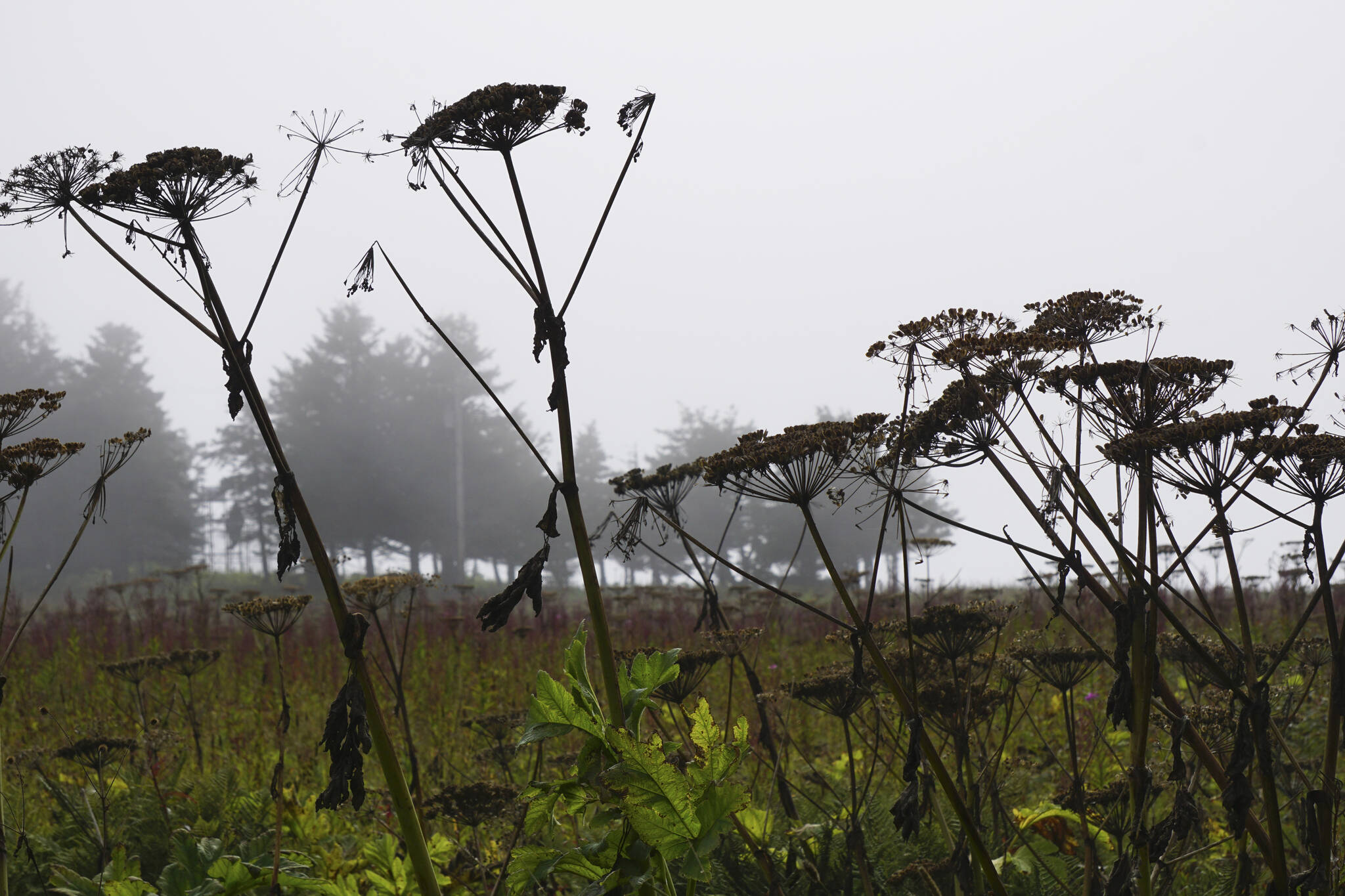 Fog rolls in on Saturday, Aug. 27, 2022 at the Halibut Campground in Anchor Point, Alaska. (Photo by Michael Armstrong/Homer News)