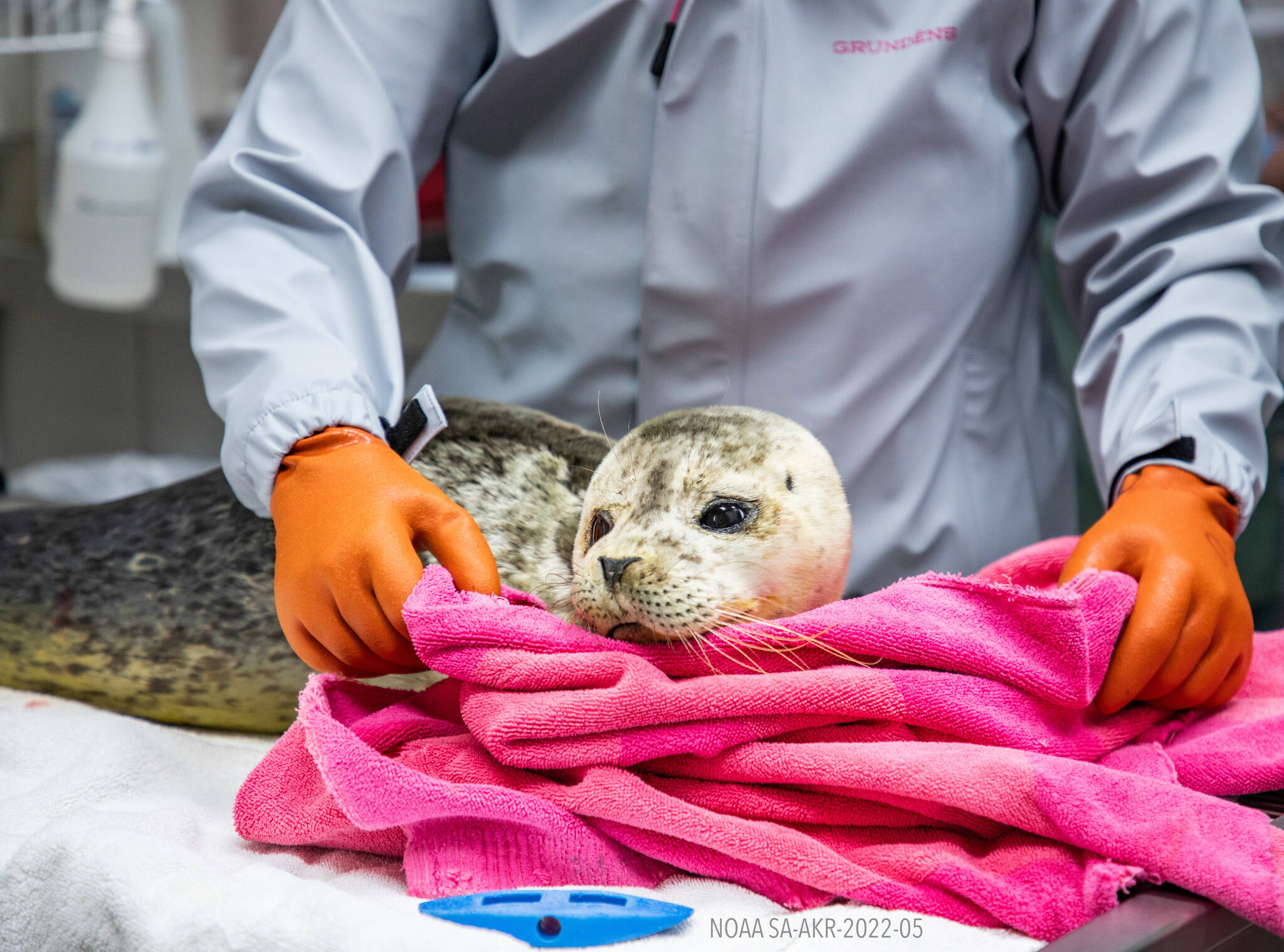 A rescued harbor seal pup undergoes care at the Alaska SeaLife Center in Seward, Alaska. (Photo courtesy Alaska SeaLife Center)
