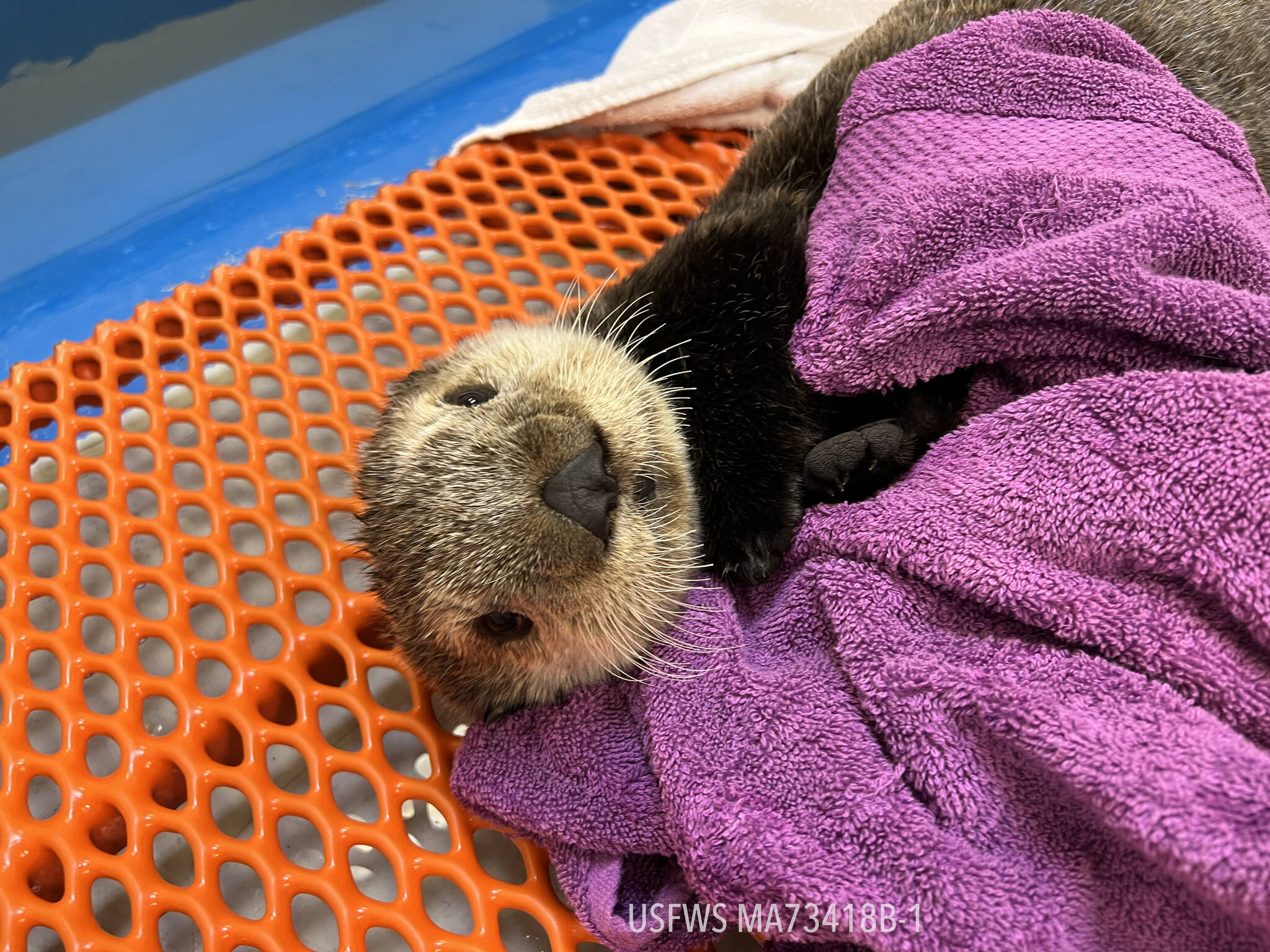 A rescued sea otter pup rescued undergoes care at the Alaska SeaLife Center in Seward, Alaska. (Photo courtesy Alaska SeaLife Center)