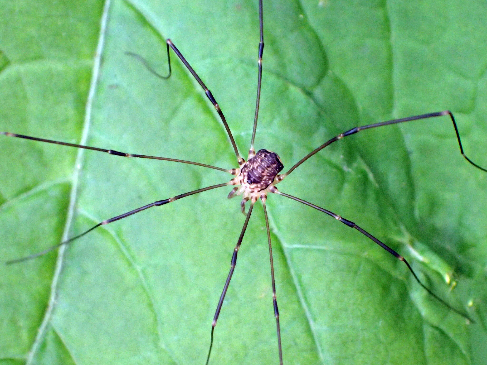 The daddy longlegs Nelima paessleri is abundant in Kenai Peninsula forests. It commonly enters crawl spaces in the fall. (Photo by Matt Bowser/UWFWS)