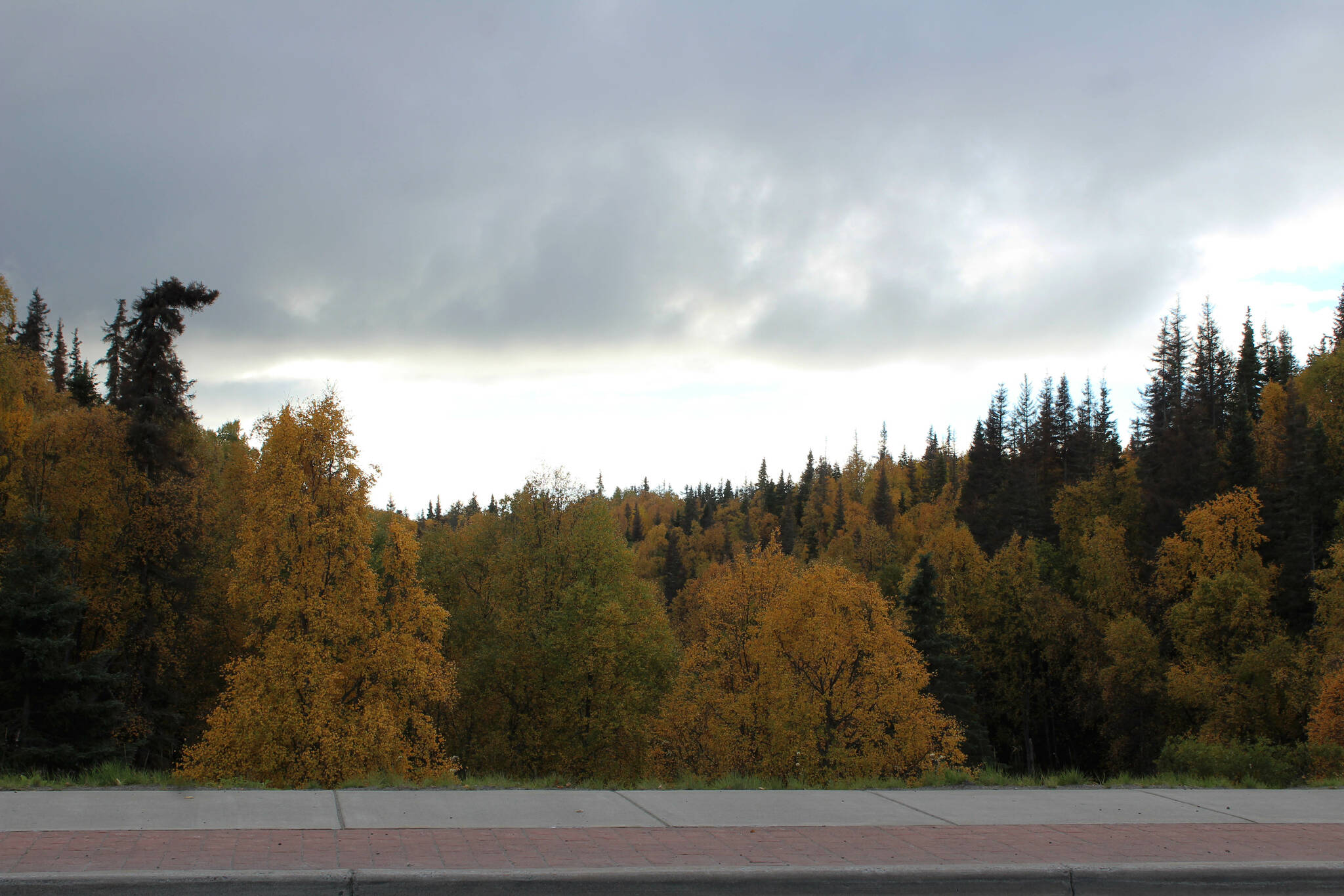 Trees with fall colors populate the Shqui Tsatnu Creek gully along the Kenai Spur Highway on Friday, Sept. 23, 2022, in Kenai, Alaska. (Ashlyn O’Hara/Peninsula Clarion)