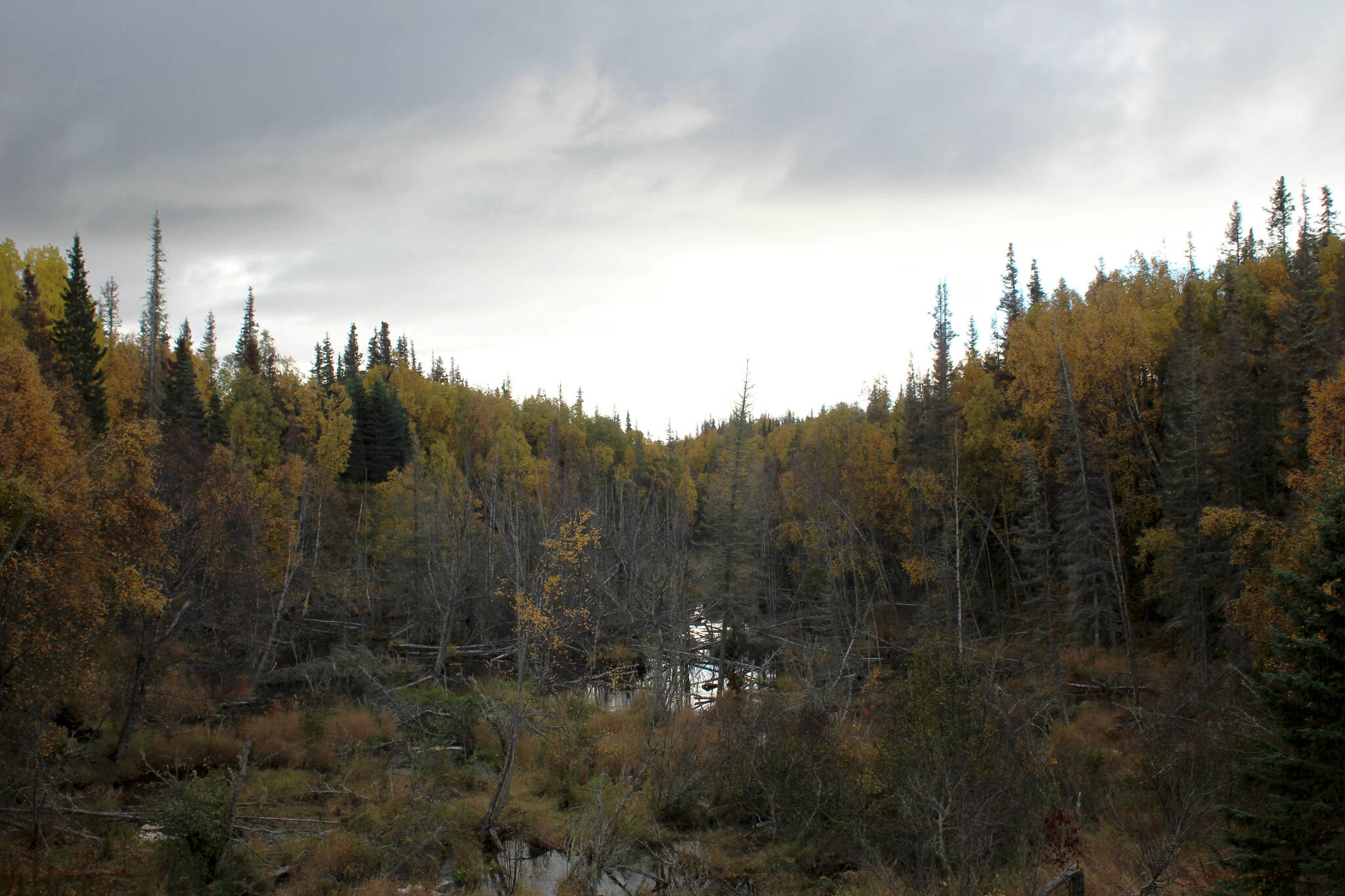 Trees with fall colors populate the Shqui Tsatnu Creek gully as seen from Fourth Avenue on Friday, Sept. 23, 2022, in Kenai, Alaska. (Ashlyn O’Hara/Peninsula Clarion)