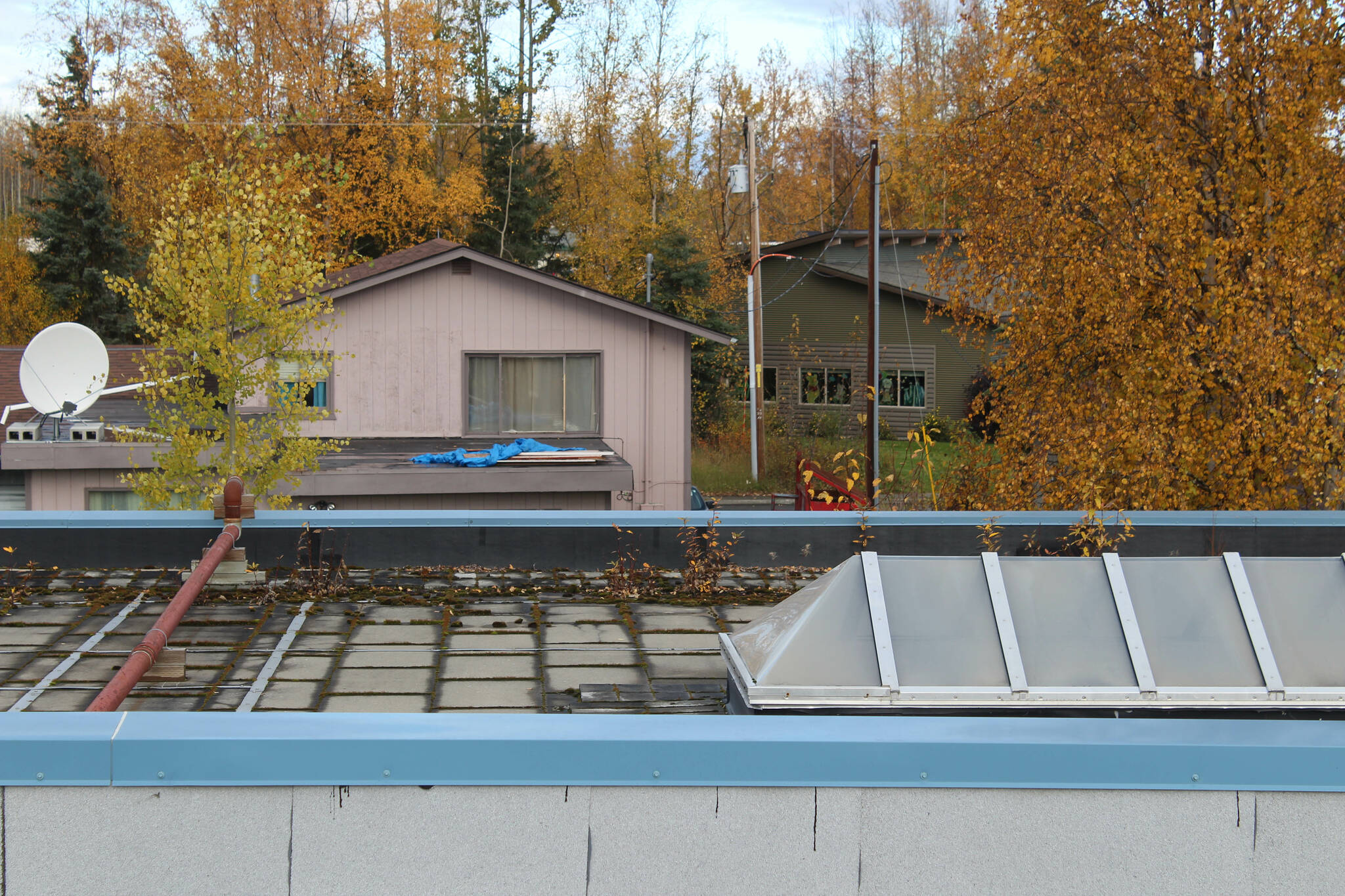 Saplings grow on the roof of Soldotna Montessori Charter School on Friday, Sept. 30, 2022, in Soldotna, Alaska. (Ashlyn O’Hara/Peninsula Clarion)