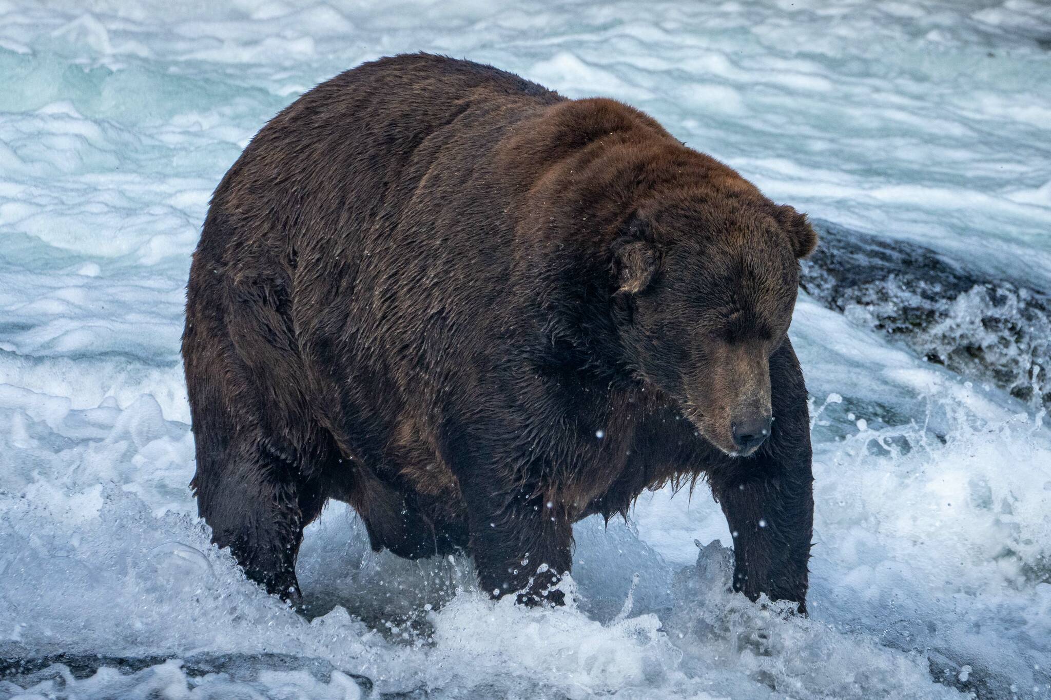 Fat Bear Champion 747 photographed on Sept. 6 by L. Law. (Photo courtesy Katmai National Park)