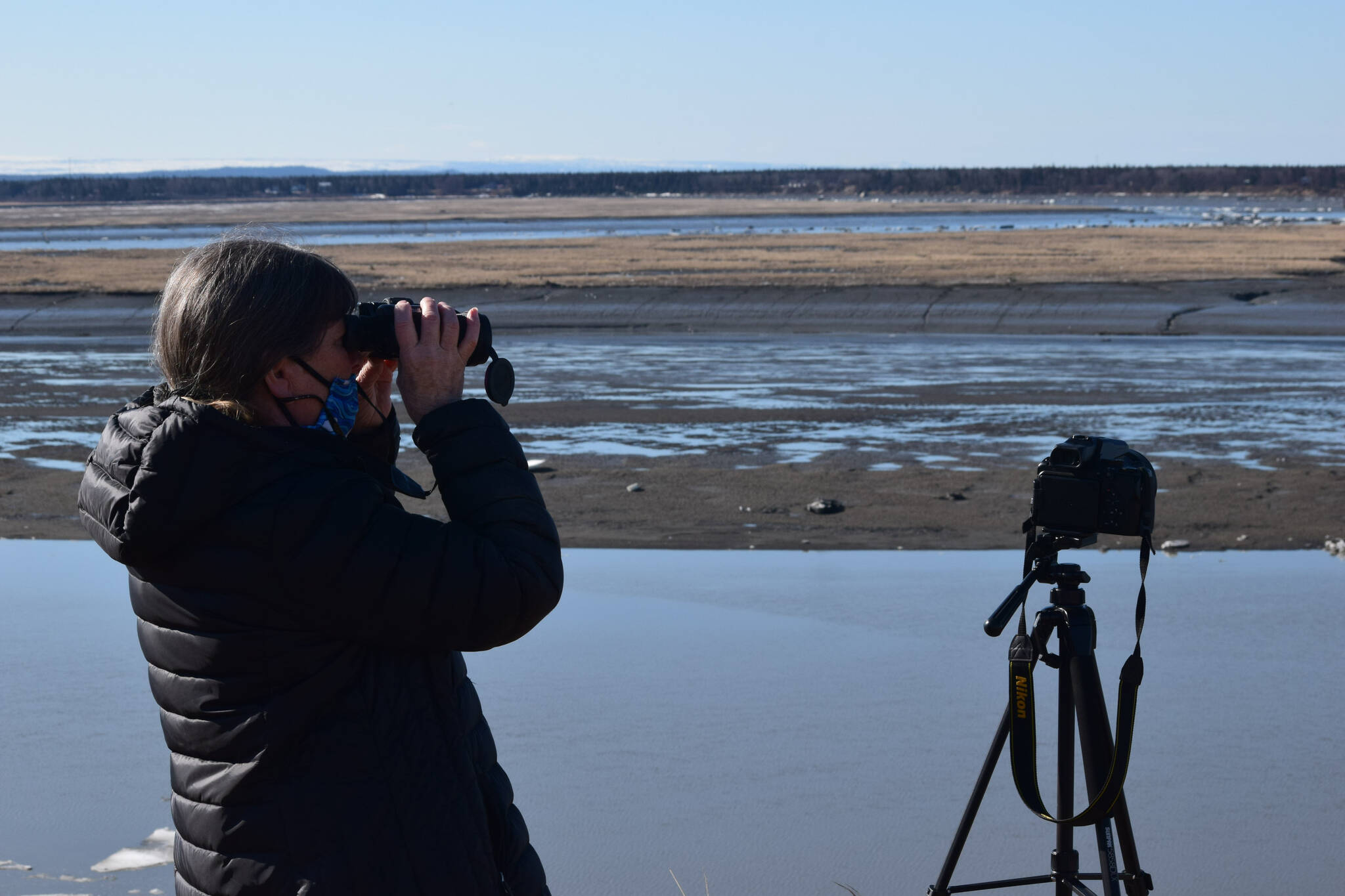 Beluga monitor Teresa Becher watches as beluga whales swim up the Kenai River on Saturday, April 24, 2021, in Kenai, Alaska. Beluga monitoring will be the first topic of a series of Fireside Chats hosted by Kenai Watershed Forum at Kenai River Brewing, in Soldotna, Alaska. (Camille Botello/Peninsula Clarion file)