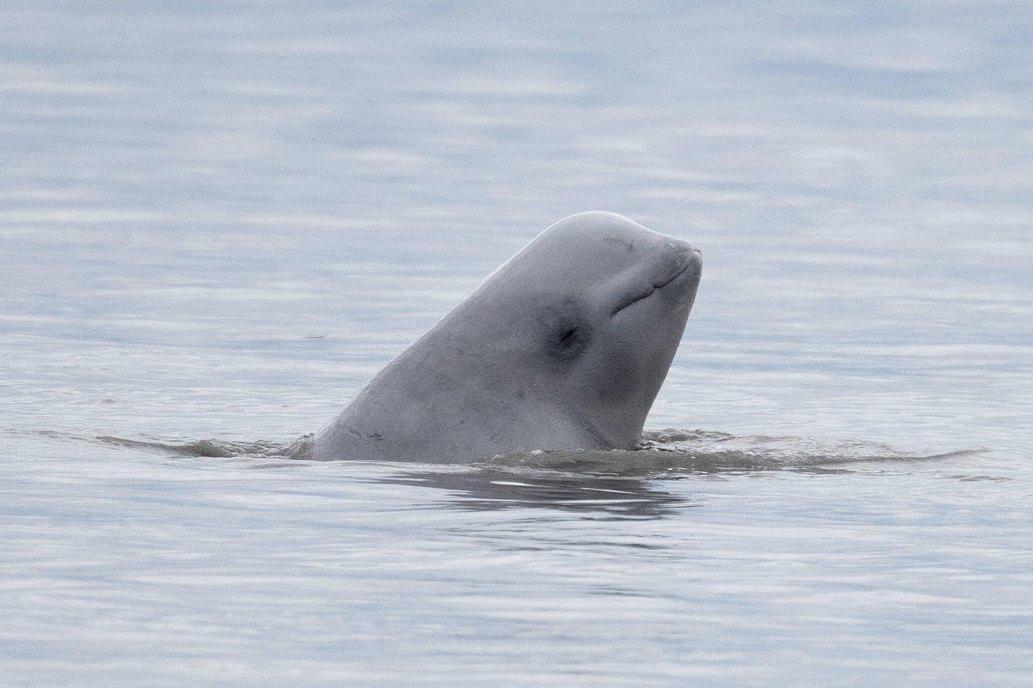 In this Aug. 25, 2017, file photo, provided by NOAA Fisheries, a newborn beluga whale calf sticks its head out of the water in upper Cook Inlet, Alaska. (NOAA Fisheries via AP, File)
