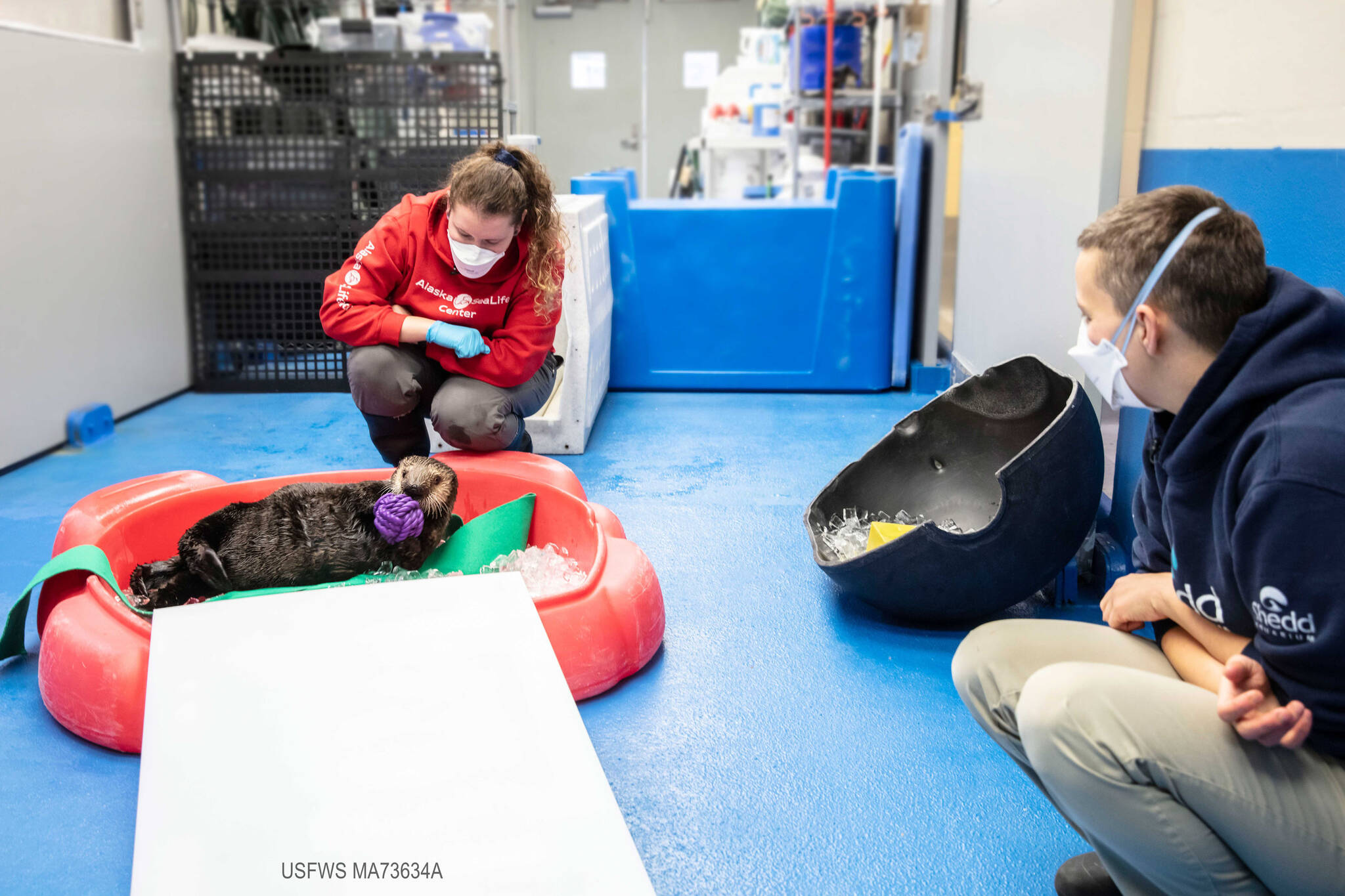 Savannah Costner, animal care specialist at ASLC, and Katy Roxbury, animal care specialist at Shedd, observe Qilak as he explores enrichment items like toys, ice and more at ASLC. (Photo Credit: Shedd Aquarium)