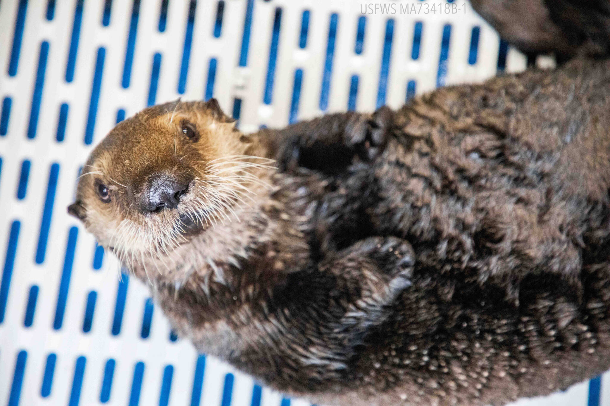 Qilak the otter pup looks at the camera after a feeding session at the Alaska SeaLife Center. The otter pup was admitted as a patient on Sept. 7, 2022, after being found on top of his moribund mother. (Photo Credit: Alaska SeaLife Center)