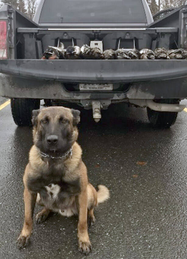 FWC Togo with seized over the limit of ducks. (Photo by Pete Harvey/FWS)