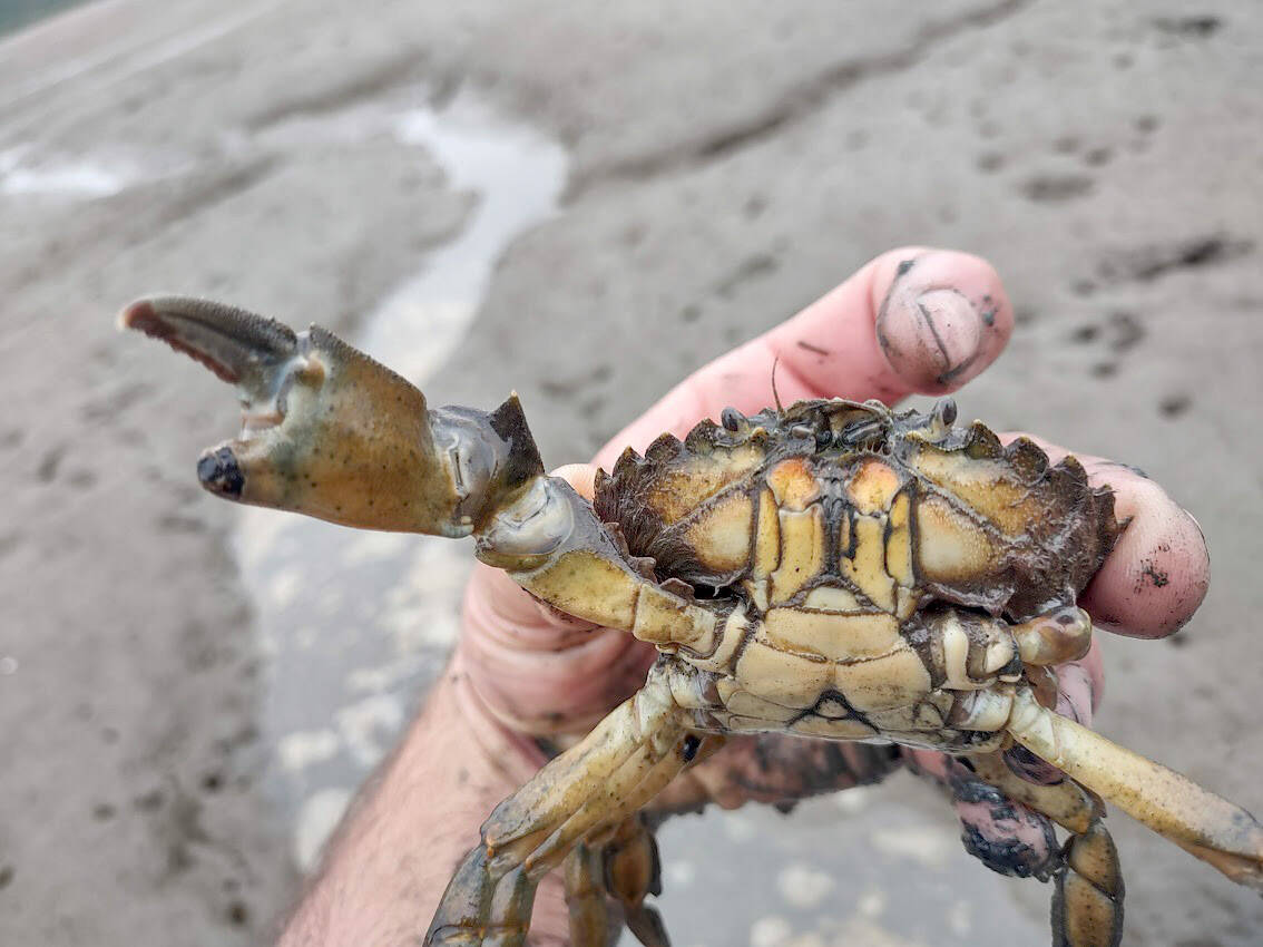 Invasive green crab. (Photo by Ryan Munes, USFWS)