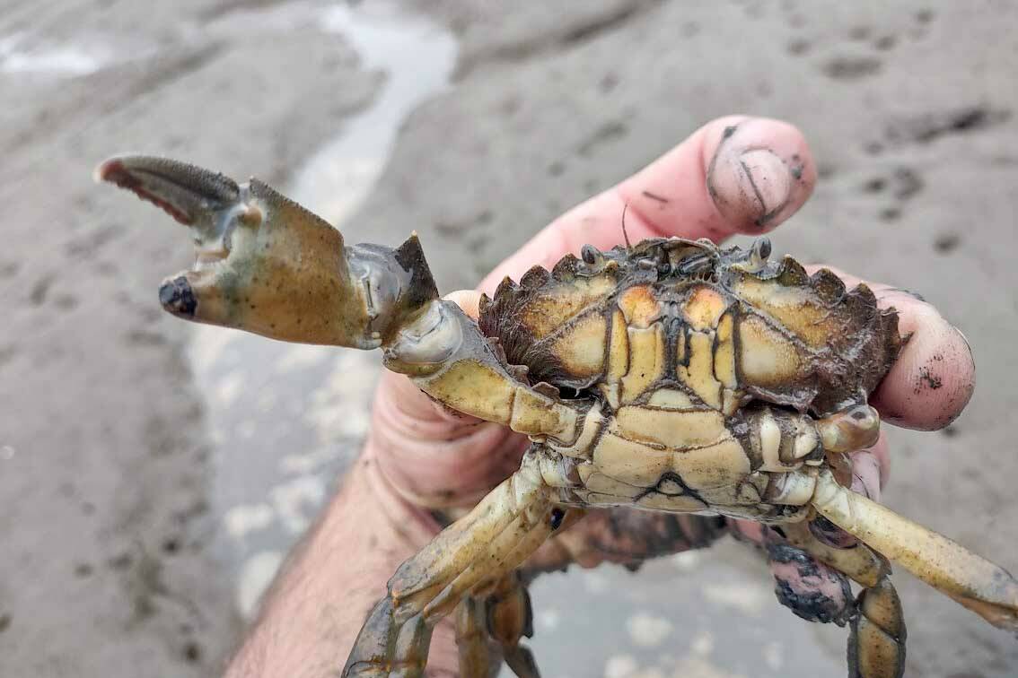 Invasive green crab. (Photo by Ryan Munes, USFWS)