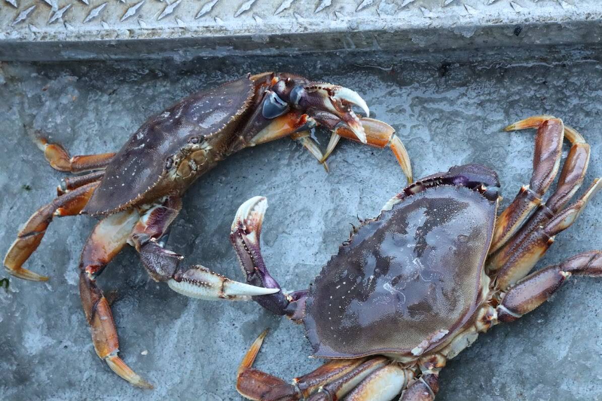 Clarise Larson / Juneau Empire
Two Dungeness crabs charge one another while standing on the deck of Charlie Blattner’s boat named “Marco” berthed at the Aurora Harbor on Monday afternoon. According to data from the Alaska Department of Fish and Game, this summer’s Dungeness crab fishery dropped around $10 million in value compared to last year.