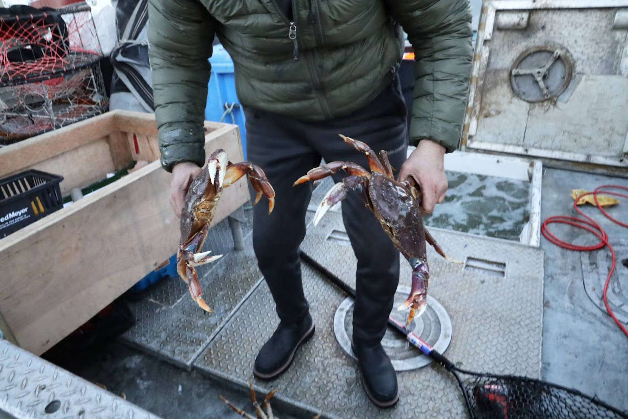 Charlie Blattner, a Juneau-based Dungeness crab fisherman, holds two live Dungeness crabs he caught in the past few days around the Juneau area. Blattner said fall Dungeness crab harvest for his boat has been “hit or miss.” (Clarise Larson / Juneau Empire)