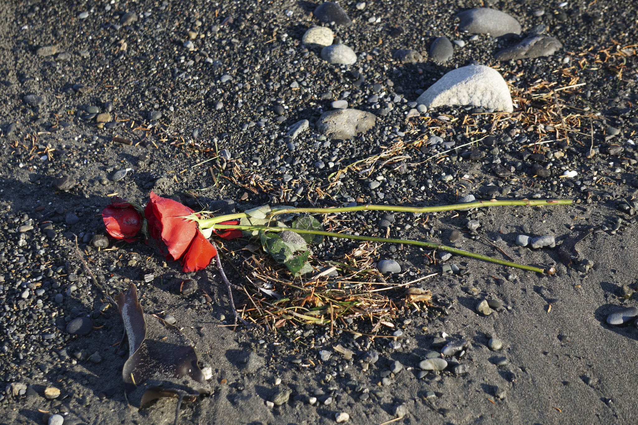 Two roses washed up with the tide on the Homer Spit on Monday, Nov. 14, 2022, in Homer, Alaska. (Photo by Michael Armstrong/Homer News)