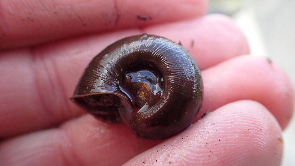 A marsh ramshorn snail at North Vogel Lake, July 22, 2022. This mature snail lived through the rotenone treatment. (Photo by Matt Bowser/USFWS)