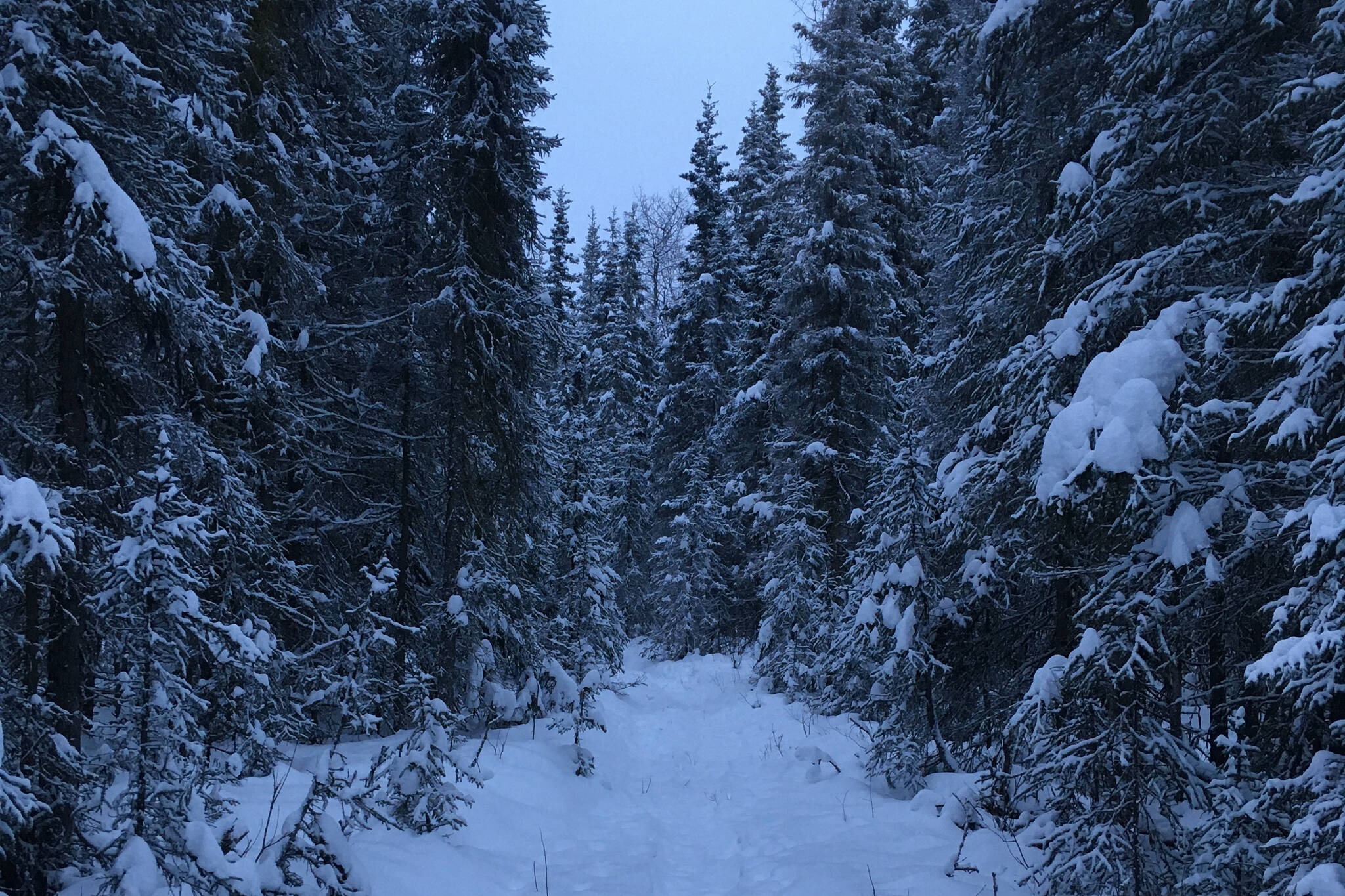 Spruce trees are dusted with snow on Dec. 22, 2020, in the Kenai National Wildlife Refuge near Soldotna, Alaska. Some areas of the refuge are open to harvest of holiday trees for non-commercial uses beginning Thanksgiving. (Photo by Jeff Helminiak/Peninsula Clarion)