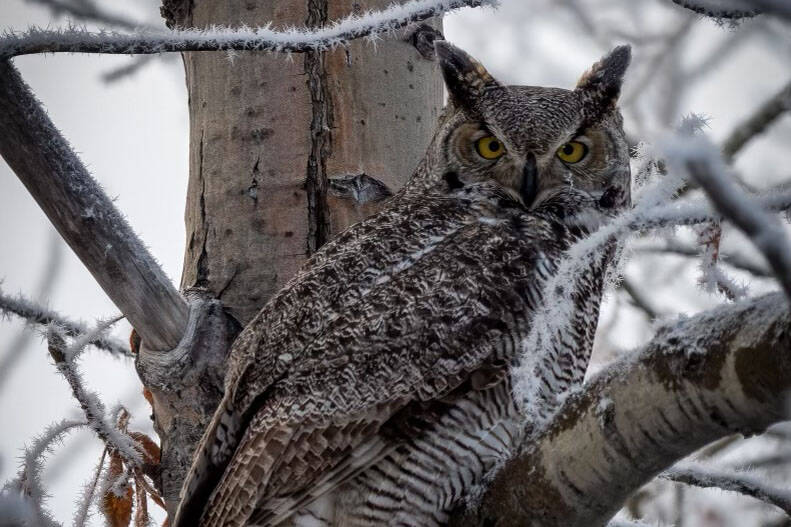 A great horned owl sits in a tree. (USFWS/Colin Canterbury)