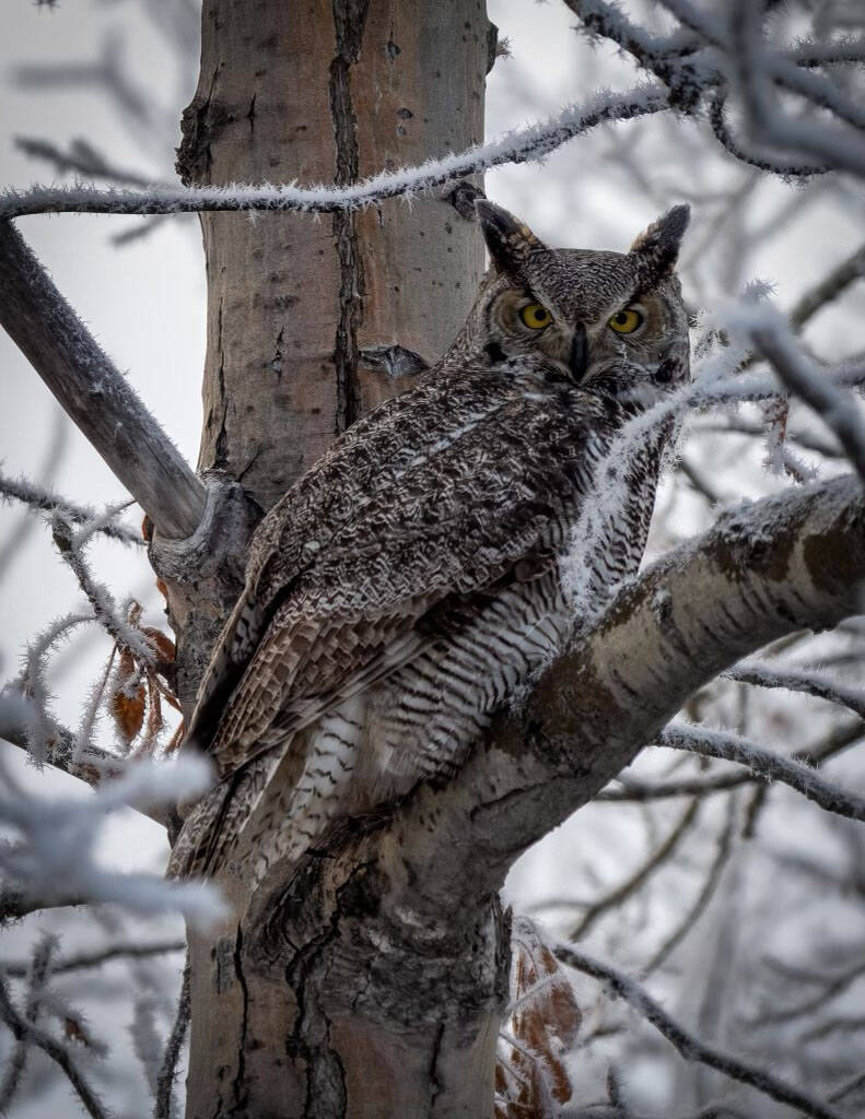 A great horned owl sits in a tree. (USFWS/Colin Canterbury)