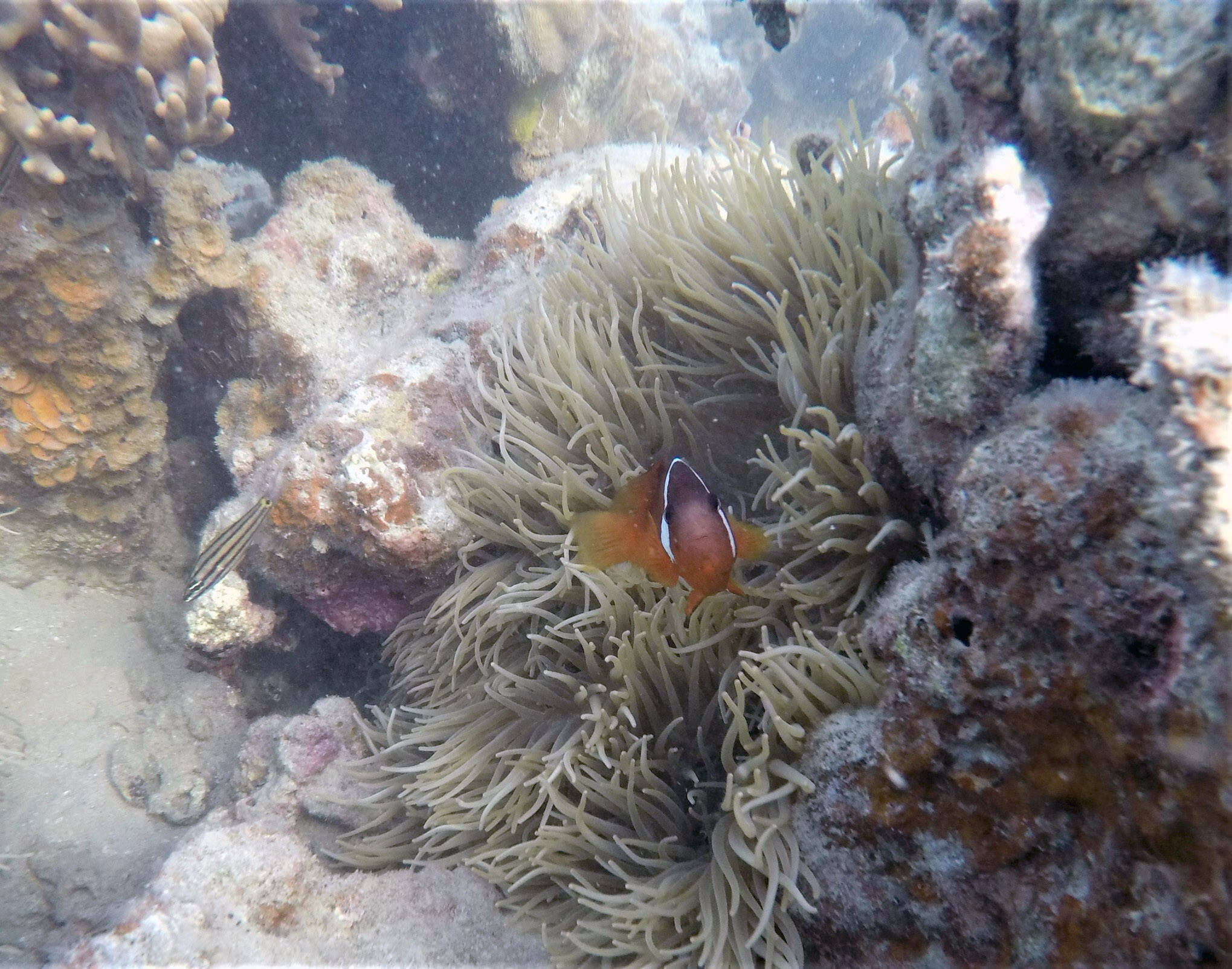 A Barberi clownfish staring up from its anemone home. (Photo by Mark Laker/USFWS)