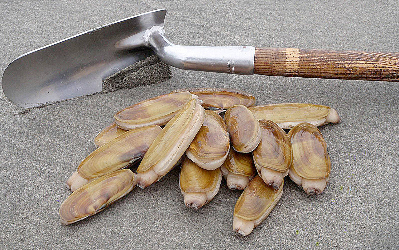 Razor clams are seen in this undated photo. (Photo courtesy Fish and Wildlife)