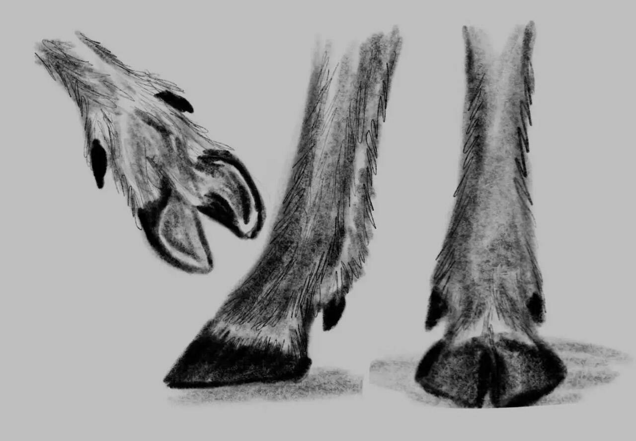 Sketch of the shovel-like feet of caribou. (Photo by Christina Nelson/USFWS)
