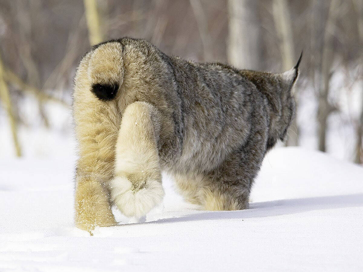 The snowshoelike feet of the lynx makes it well suited for traveling over snow. (Photo by Lisa Hupp/USFWS)