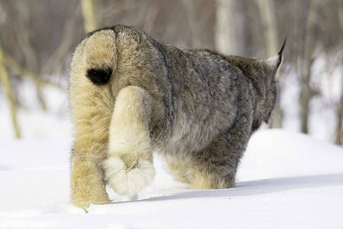 The snowshoelike feet of the lynx makes it well suited for traveling over snow. (Photo by Lisa Hupp/USFWS)