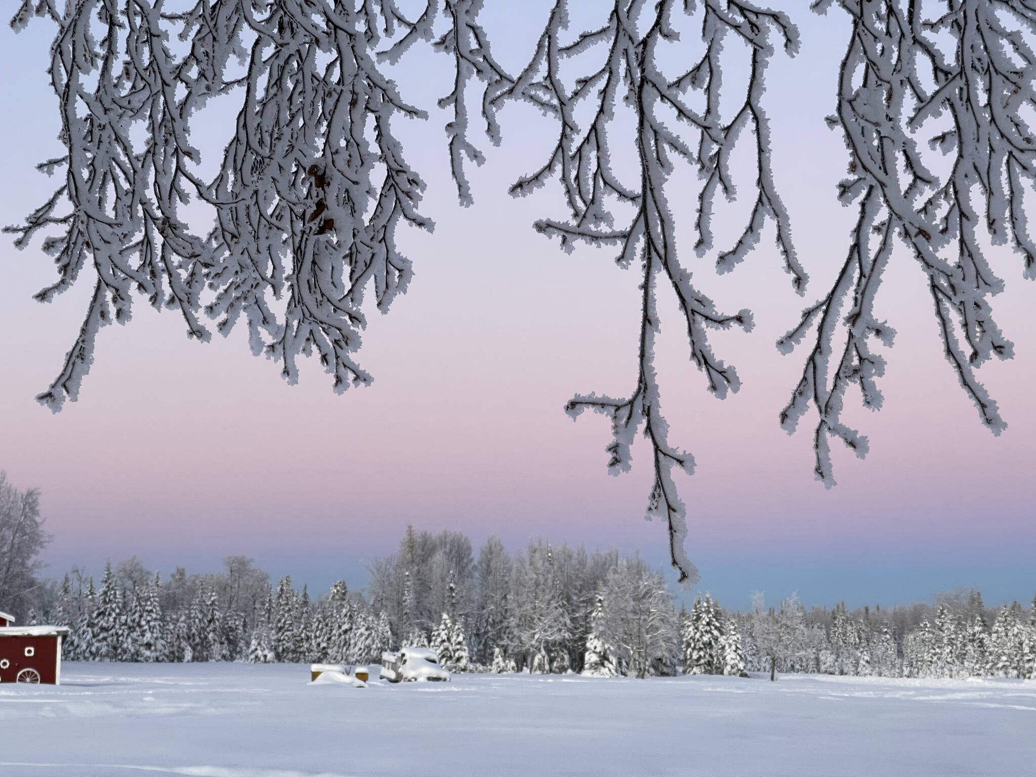 Frozen tree branches reach down over a purple sky in a field down Murwood Avenue in Soldotna, Alaska, on Tuesday, Dec. 20, 2022. (Jake Dye/Peninsula Clarion)