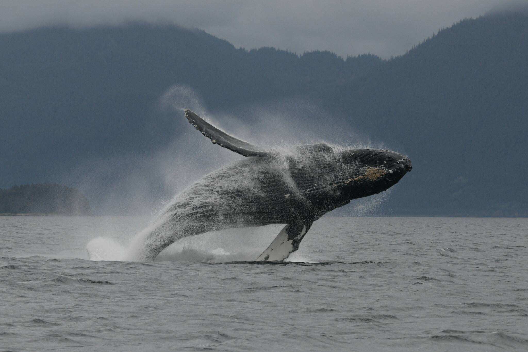 A humpback whale breaches near Juneau, Alaska. (Heidi Pearson/ NOAA/NMFS)