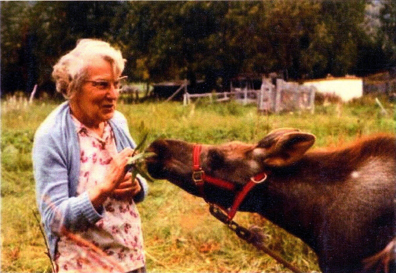 Photo 210.029.162, from the Clark Collection, courtesy of Hope and Sunrise Historical and Mining Museum 
Emma Clark feeds the Clark “pet” moose named Spook in 1981. At the urging of state wildlife officials, Carl Clark had agreed to care for this calf at their home in Hope.