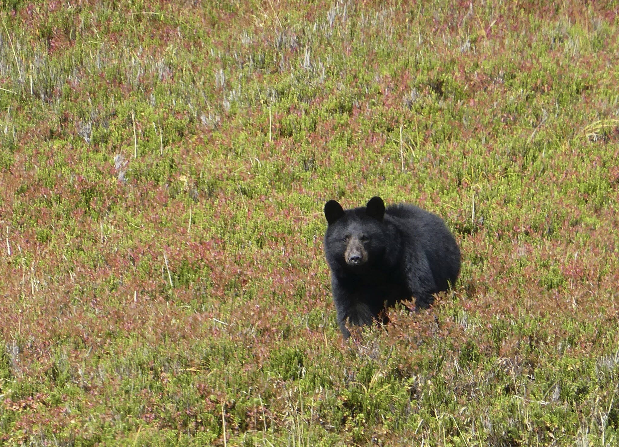 In this Wednesday, Oct. 4, 2017 photo, a black bear checks out his surroundings in Granite Basin in Juneau, Alaska. The National Park Service is proposing a rule that would prohibit bear baiting in national preserves in Alaska, the latest in a dispute over what animal rights supporters call a cruel practice. The park service said Friday, Jan. 6, 2023 it is proposing a rule barring bear baiting in national preserves in Alaska. (AP Photo/Becky Bohrer, File)