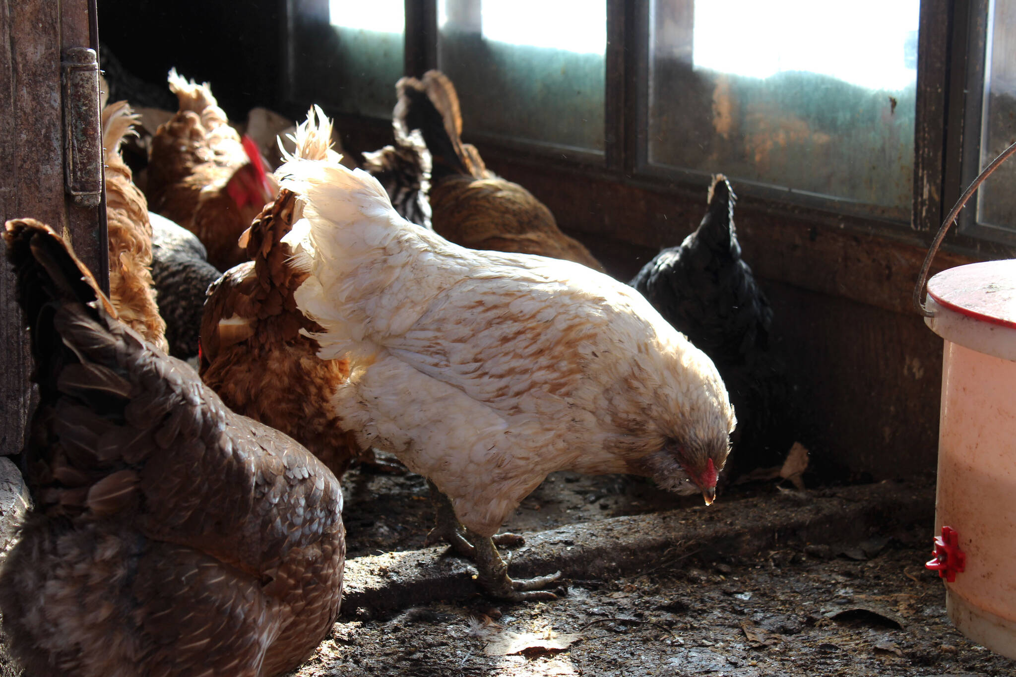 Ashlyn O’Hara / Peninsula Clarion file
Chickens are seen inside of a chicken house at Diamond M Ranch on April 1, 2021, off Kalifornsky Beach Road near Kenai.