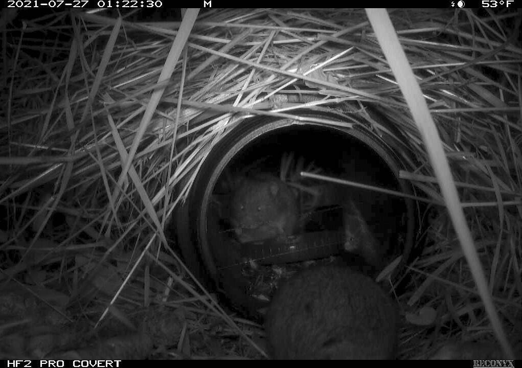 A bog lemming travels through a tube that mimics natural tunnels and captures remote videos and genetic samples to identify this species from its small mammal cousins. (Photo provided)