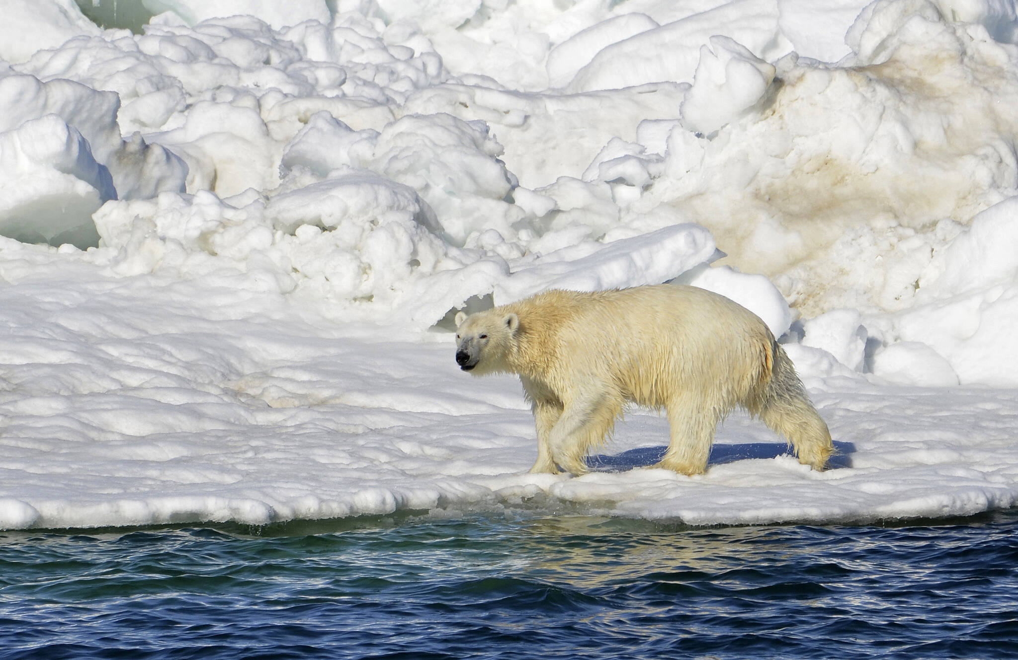 In this June 15, 2014, file photo released by the U.S. Geological Survey, a polar bear dries off after taking a swim in the Chukchi Sea in Alaska. A polar bear has attacked and killed two people in a remote village in western Alaska, according to state troopers who said they received the report of the attack on Tuesday, Jan 17, 2023, in Wales, on the western tip of the Seward Peninsula. (Brian Battaile/U.S. Geological Survey via AP, File)