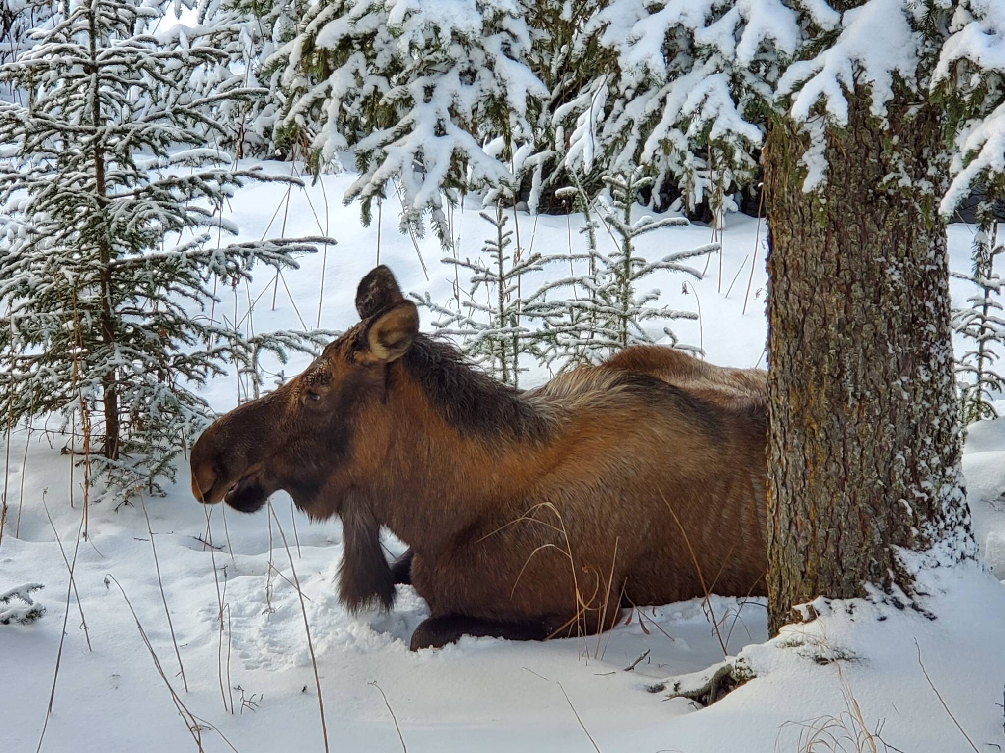 An adult female moose rests in the snow under a spruce tree on Wednesday, Jan. 18 in Anchor Point. Photo by Delcenia Cosman