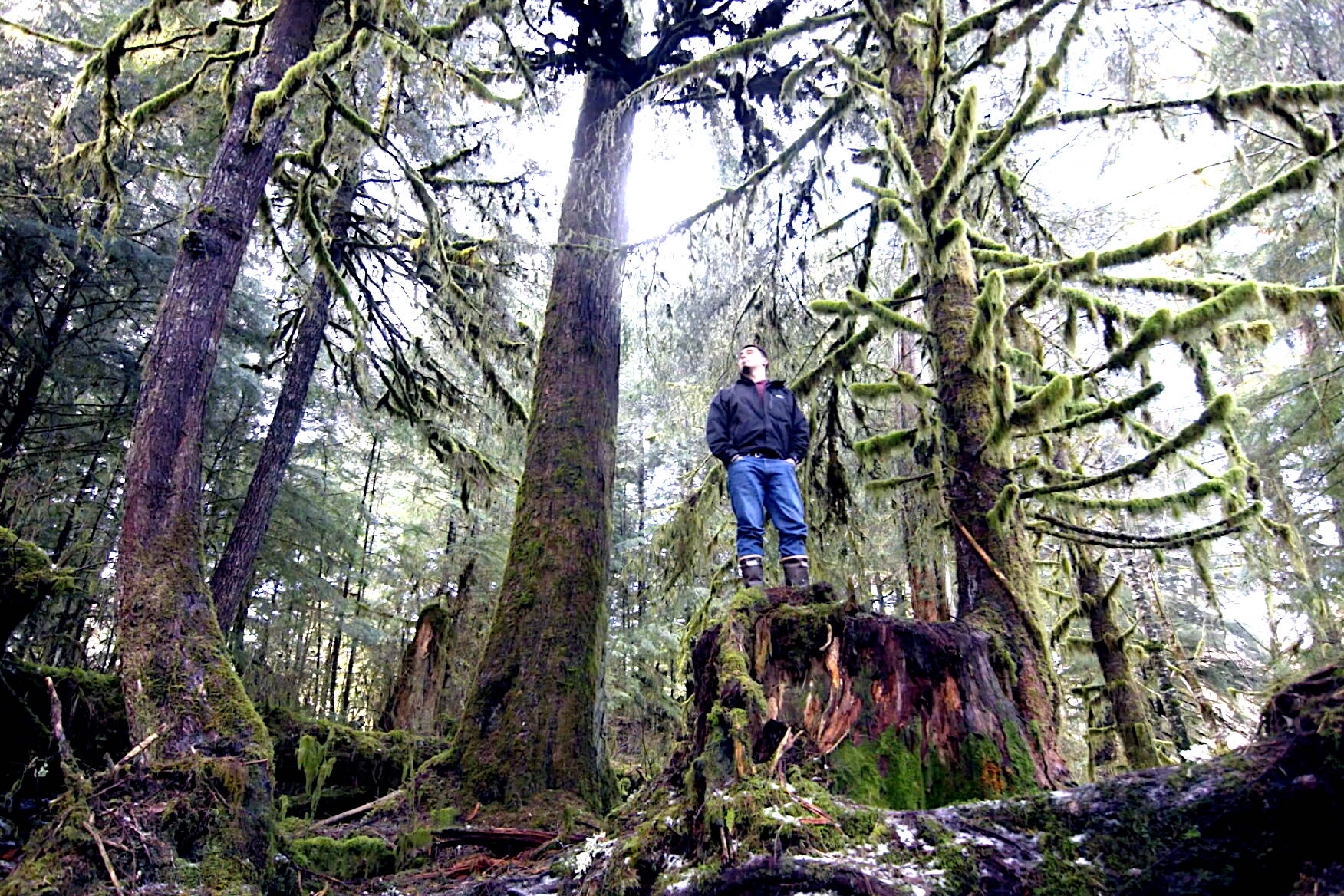 Screenshot from YouTube video by Sealaska Corp.
Mitchell Haldane, Sealaska’s carbon offset administrator, surveys forest land owned by the Juneau-based Alaska Native corporation that has earned more than $100 million since 2016 by putting the property into California’s carbon credits markets, which is paying to keep the land unharvested for 100 years.