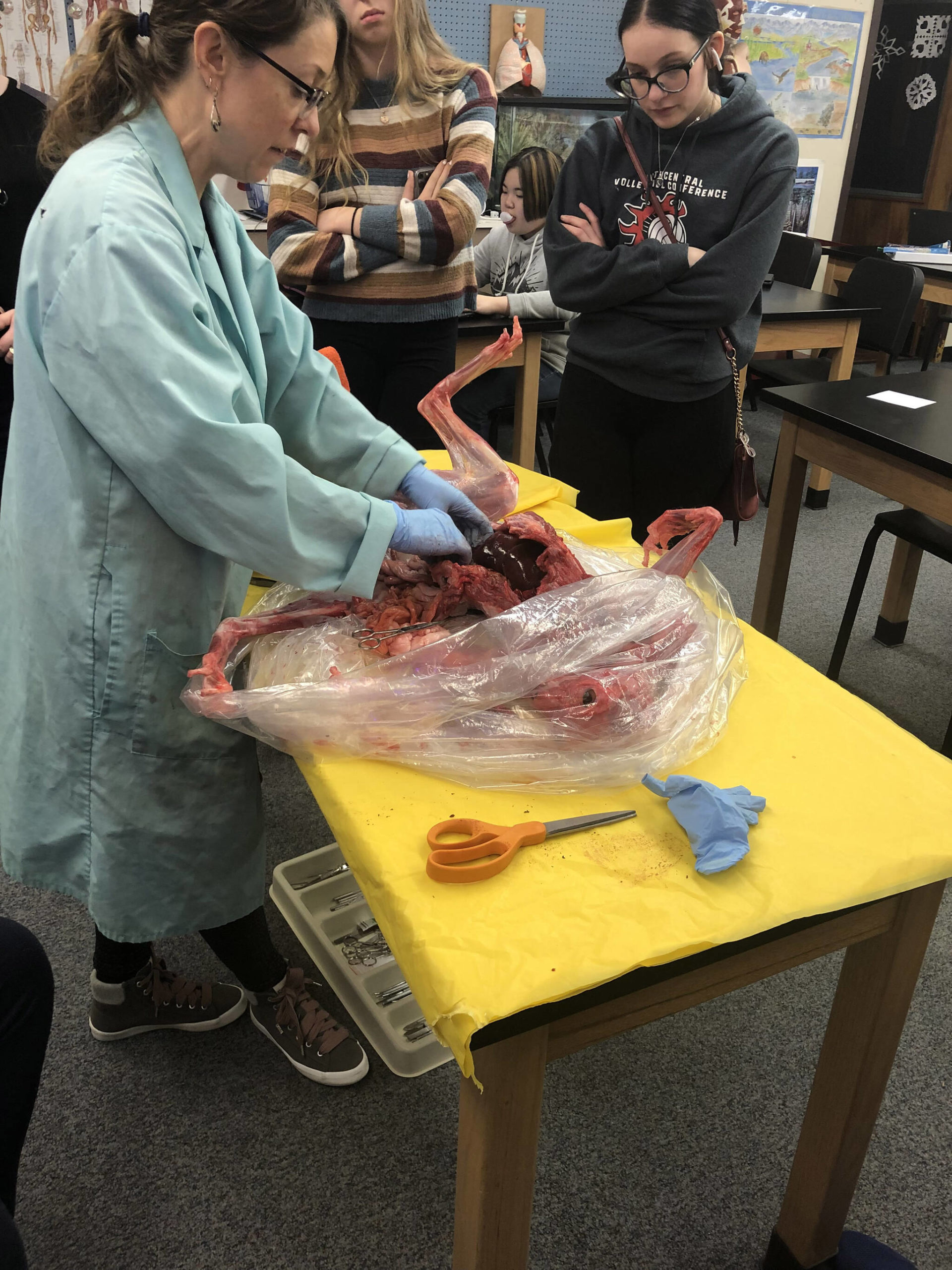 Kristin Davis performs a dissection on a donated lynx on Wednesday, Jan. 18, 2023, at Kenai Central High School in Kenai, Alaska. (Photo provided by Kristin Davis)