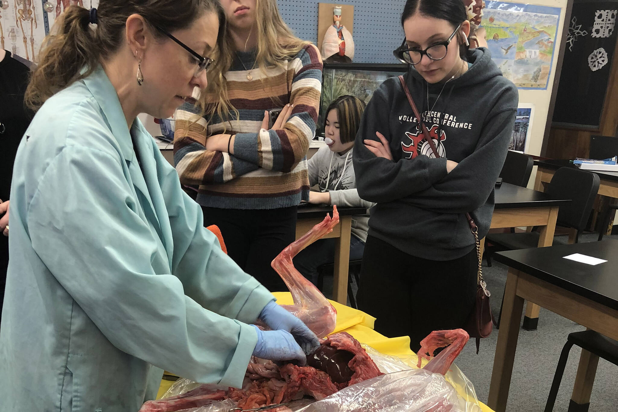 Kristin Davis performs a dissection on a donated lynx on Wednesday, Jan. 18, 2023, at Kenai Central High School in Kenai, Alaska. (Photo provided by Kristin Davis)