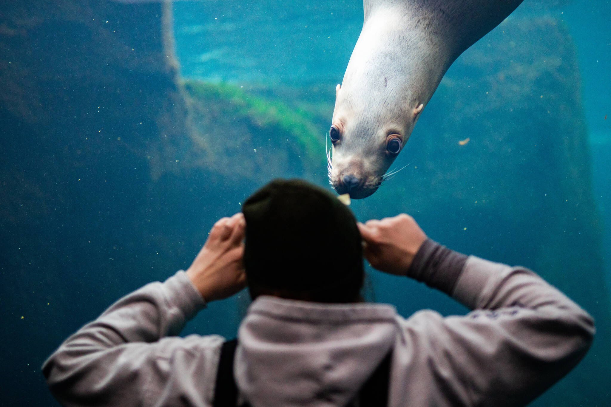 Alaska SeaLife Center Seasonal Animal Care Specialist Emma Begalka interacts with Mist the Steller sea lion in the Underwater viewing area at the Alaska SeaLife Center during an enrichment session on Nov. 30, 2022. Mist unexpectedly passed away on January 23, 2023 after staff observed seizure-like tremors. (Photo courtesy Kaiti Grant/Alaska SeaLife Center)